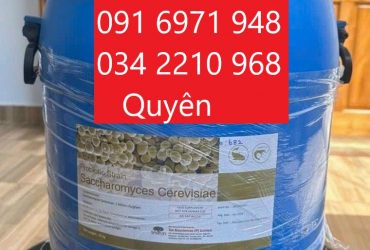 Nấm men Saccharomyces cerevisiae nguyên liệu giá sỉ