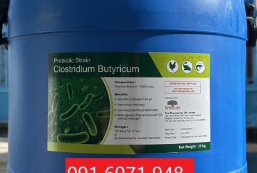 Mua bán men đường ruột Clostridium butyricum cho tôm