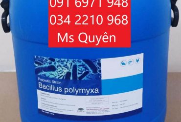 Mua bán sỉ vi sinh đường ruột tôm Bacillus Polymyxa mật độ 5 tỷ