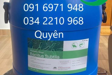 Mua bán vi sinh Bacillus Subtilis mật độ 20 tỷ CFU/g cho tôm